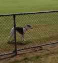 Borzoi_hears_the_sound_of_a_bag_of_apples_being_opened_on_the_other_side_of_the_fence