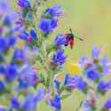 echium-vulgare-vipers-bugloss_07[1]