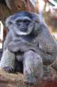 silverygibbon