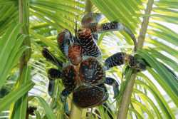 giant-coconut-crab-on-niue-island-520381432-f752ce1d67e247dc8bc167ac19e719f1