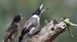 butcherbird