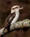 201307021049_0842-Edit_Laughing_Kookaburra_-_Kim_Wormald1