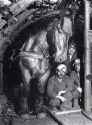 Miners-with-Percheron horse