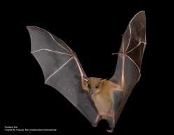 BCI-Greater_Short-nosed_Fruit_Bat-Embedded_Credit