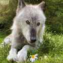 Beautiful Wolf