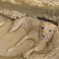 Mud dog