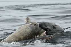 greyseal