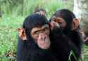 chimps grooming