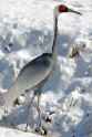 Walnut_in_snow_by_Chris_Crowe_SCBI.0