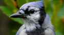 bluejay