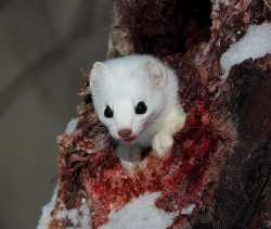 stoat