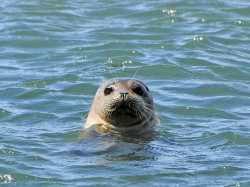 seal