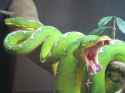 Emerald-Tree-Boa-Images