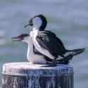 Screenshot 2025-02-09 at 08-27-55 ML622831025 - Black-faced Cormorant - Macaulay Library2