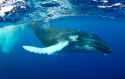 humpback-whale-underwater-portrait--107312834-5a01c2cab39d03001952917f