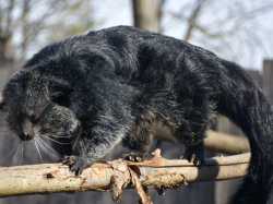 Binturong-2023-43-640x480