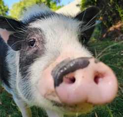 pigsniff