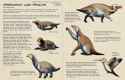 16-herbivorous-land-penguins-1024x663