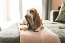 basset-hound-3