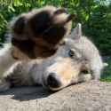 talk to the paw