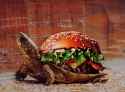 turtle-burger-photo-manipulation-v0-7gcrttjkz97c1