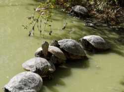 turtle-herd-queueing-pond-260nw-2360202717