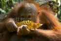 yummy durian - faqu getty i aint paying