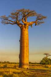 baobab