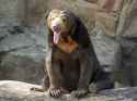 sun-bear-640x480