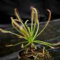 drosera_capensis