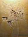 Archaeopteryx_lithographica_(Cast_of_London_Specimen)