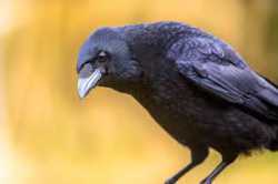 crow