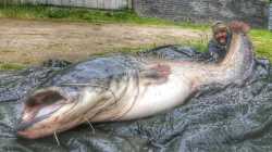 Wels Catfish Seine