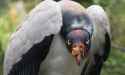 kingvulture-002_0