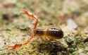 pseudoscorpion-in-kansas-easily-mistaken-for-scorpion-400x250-1