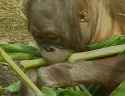 gordon chows down on some corn stalks like the chunky munky he is