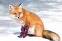 fox sox