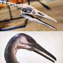 Hesperornis