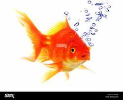 goldfish-in-water-with-bubbles-showing-animal-concept-D03F4A