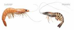 differences-between-shrimps-and-prawns-1024x416