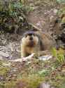 Himalayan_Marmot_at_Tshophu_Lake_Bhutan_091007_a