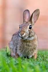 New-World-Sylvilagus-cottontail-rabbits