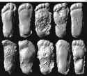 sasquatch trackway casts