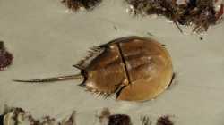 HorseshoeCrab-Main-1628433935