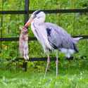 Heron with rabbit (Takaki Nemoto) 1a