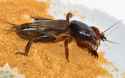 mole cricket