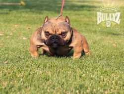 toadline_bullyz