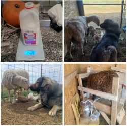 köpek &amp; günlük koyun
