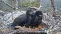 eaglets-2025-04-27 003457