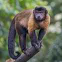 Tufted_capuchin_on_a_branch_in_Singapore
